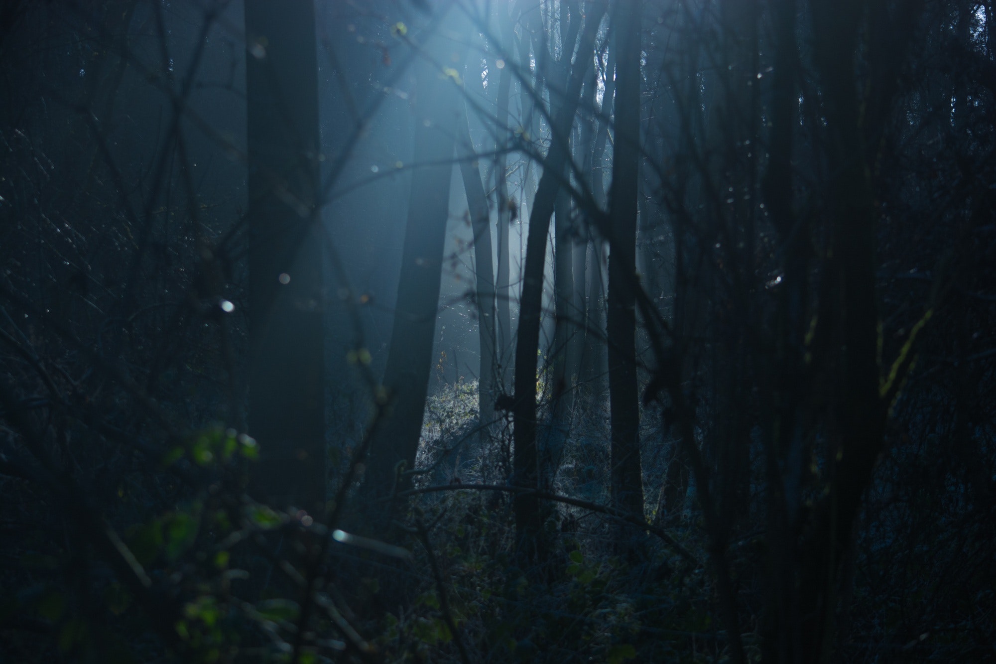 A photograph of moody wood mostly shrouded in darkness.